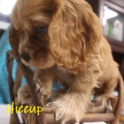 puppy, for, sale, Cocker Spaniel, Joe & Cherri  Overlease, dog, breeder, Miller, MO, dog-breeder, puppy-for-sale, forsale, nearby, find, puppyfind, locator, puppylocator, aca